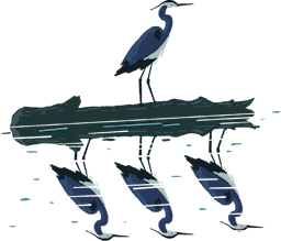 Heron on lake
